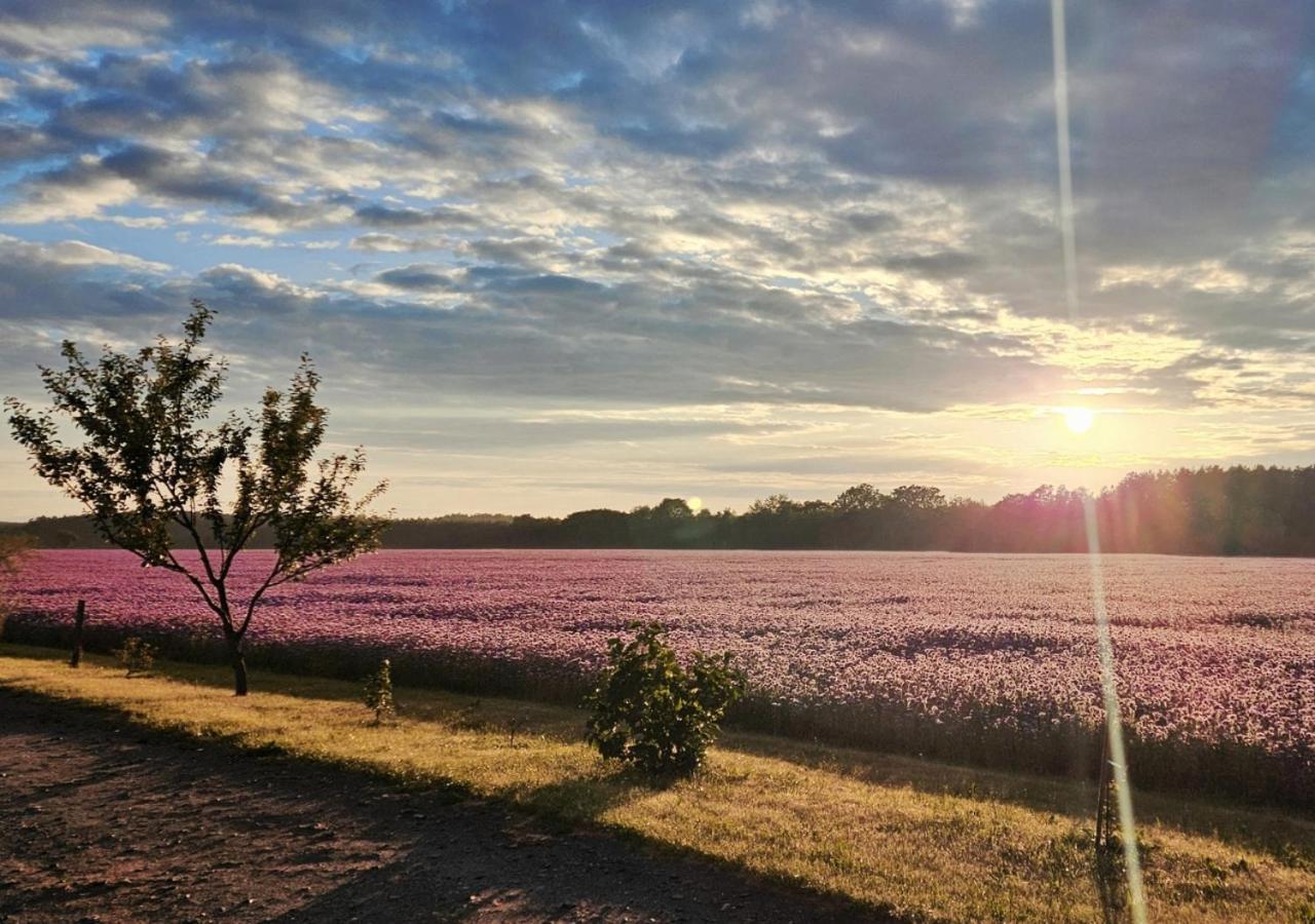 Villa Pod Kamieniem Trzebiel Esterno foto